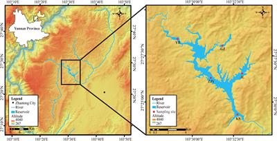 Phytoplankton control by stocking of filter-feeding fish in a subtropical plateau reservoir, southwest China